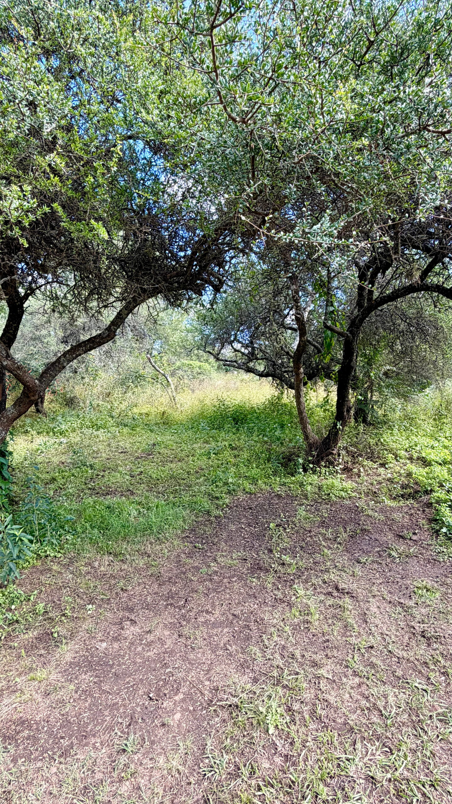 Lote Santa Mónica